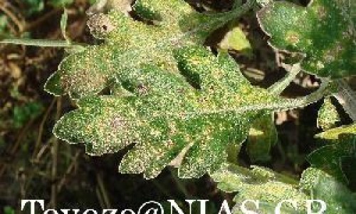 斩草除根乳膏副作用网 - 为你提供斩草除根乳膏副作用大吗、斩草除根药膏副作用大吗